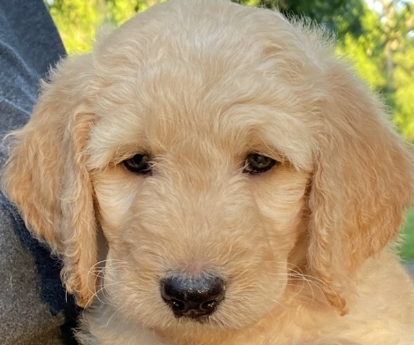 Medium Photo #1 Goldendoodle Puppy For Sale in BROOKER, FL, USA