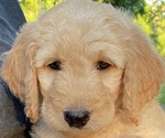 Small Photo #1 Goldendoodle Puppy For Sale in BROOKER, FL, USA