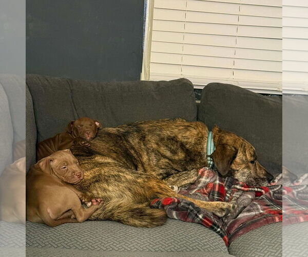 Medium Photo #3 Mutt Puppy For Sale in Rochester, NY, USA