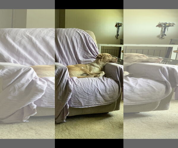 Medium Photo #6 Mutt Puppy For Sale in Garden City, NY, USA