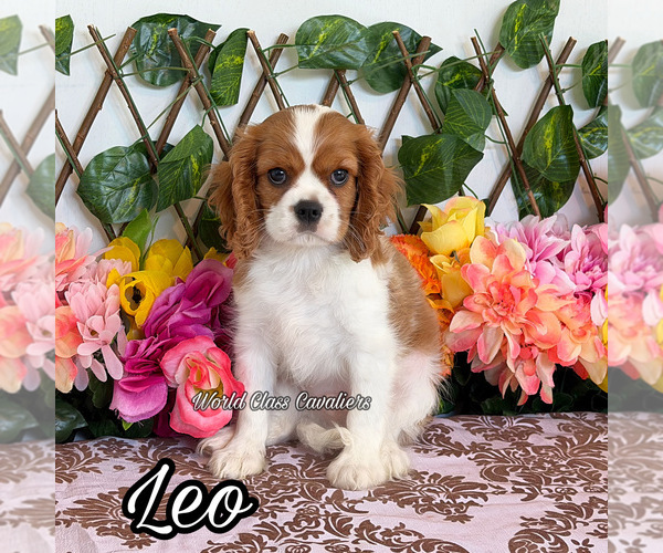 Medium Photo #1 Cavalier King Charles Spaniel Puppy For Sale in MIAMI, FL, USA
