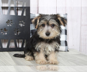 Morkie Puppy for sale in MARIETTA, GA, USA