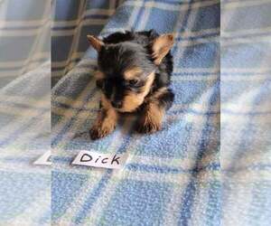 Yorkshire Terrier Puppy for sale in HOPKINSVILLE, KY, USA