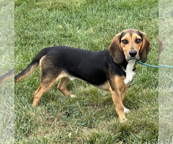 Medium Photo #2 Bagle Hound Puppy For Sale in Batavia, OH, USA