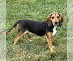 Small Photo #2 Bagle Hound Puppy For Sale in Batavia, OH, USA