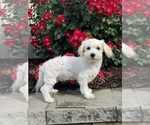 Small #3 Lhasa-Coton