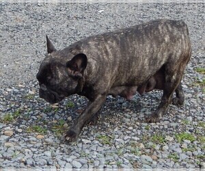 Mother of the French Bullhuahua puppies born on 05/15/2025