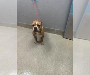 American Bulldog-Unknown Mix Dogs for adoption in Las Vegas, NV, USA