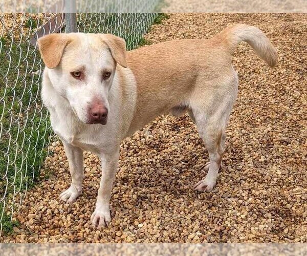 Medium Photo #2 Mutt Puppy For Sale in Anniston, AL, USA