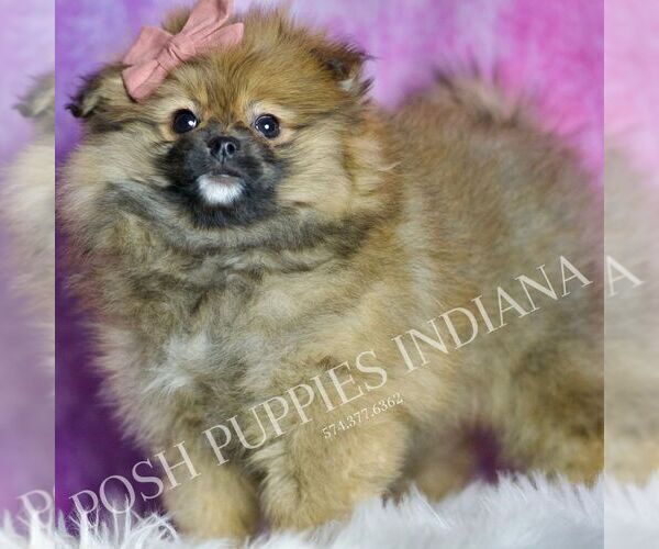 Medium Photo #25 Pomeranian Puppy For Sale in WARSAW, IN, USA