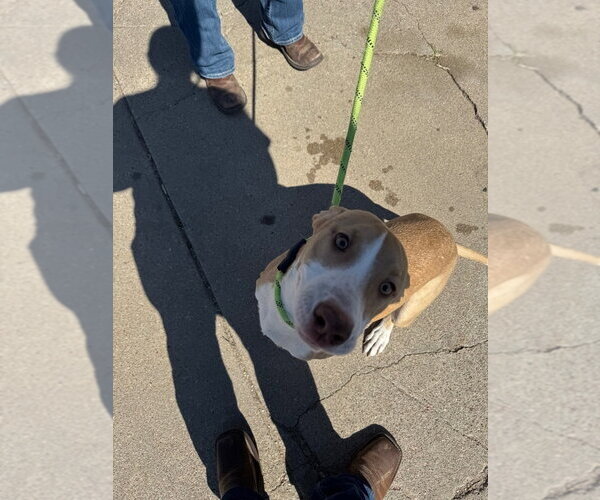 Medium Photo #1 Mutt Puppy For Sale in Great Bend, KS, USA