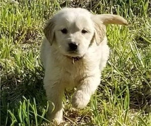 Golden Retriever Puppy for Sale in HAGERMAN, Idaho USA