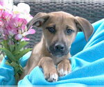 Small #4 German Shepherd Dog Mix