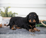 Puppy Winona Dachshund