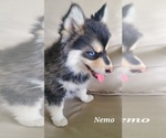 Small Photo #1 Pomsky Puppy For Sale in BLACKFOOT, ID, USA