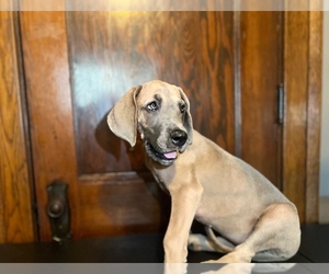 Great Dane Puppy for sale in ASHLAND, OH, USA