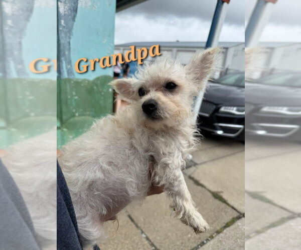 Medium Photo #1 Chihuahua-Unknown Mix Puppy For Sale in Evansville, IN, USA