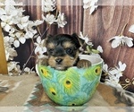 Image preview for Ad Listing. Nickname: Lil Pumpkin
