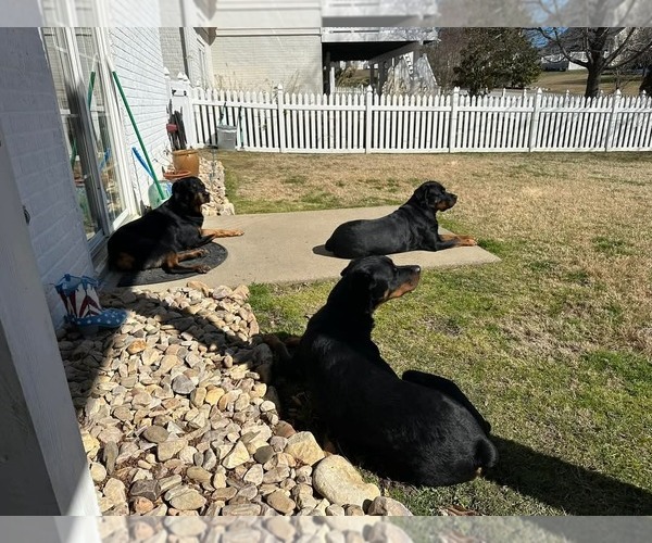 Medium Photo #5 Rottweiler Puppy For Sale in White Hall, AR, USA