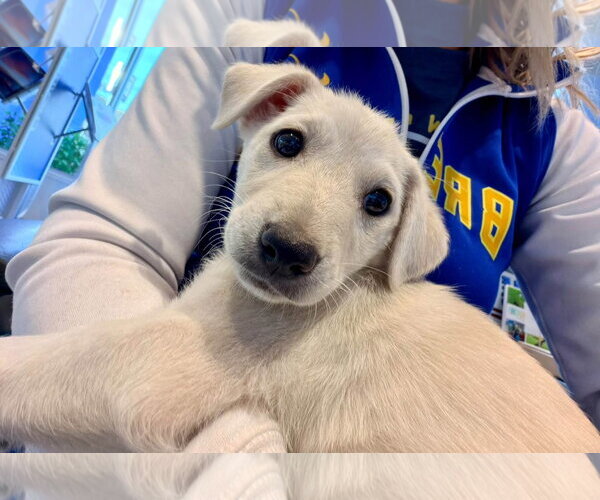 Medium Photo #1 Shepradors Puppy For Sale in New London, WI, USA