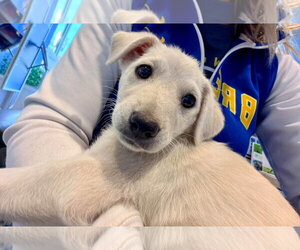 Shepradors Dogs for adoption in New London, WI, USA