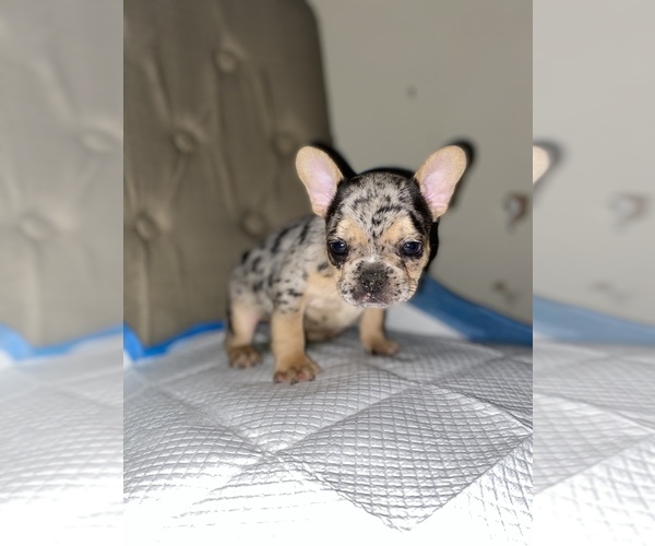 Medium Photo #3 French Bulldog Puppy For Sale in MONEE, IL, USA