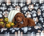 Small Photo #5 Miniature Labradoodle Puppy For Sale in NOTTINGHAM, PA, USA
