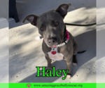 Small #2 American Pit Bull Terrier Mix