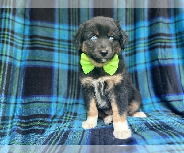 Medium Photo #6 Miniature Australian Shepherd Puppy For Sale in LAKELAND, FL, USA
