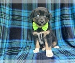 Small #5 Miniature Australian Shepherd