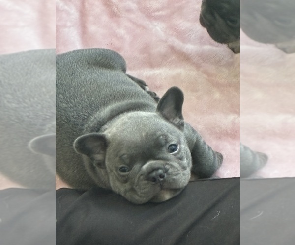 Medium Photo #2 French Bulldog Puppy For Sale in WESLEY CHAPEL, FL, USA