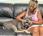 Small #3 Staffordshire Bull Terrier Mix