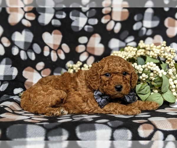 Medium Photo #4 Goldendoodle (Miniature) Puppy For Sale in AIRVILLE, PA, USA