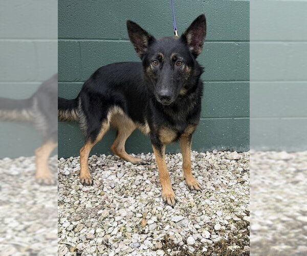 Medium Photo #1 German Shepherd Dog Puppy For Sale in Naples, FL, USA