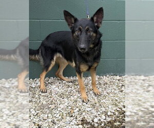 German Shepherd Dog Dogs for adoption in Naples, FL, USA