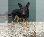 STAR - Female German Shepherd Dog Dog for Adoption - Small photo