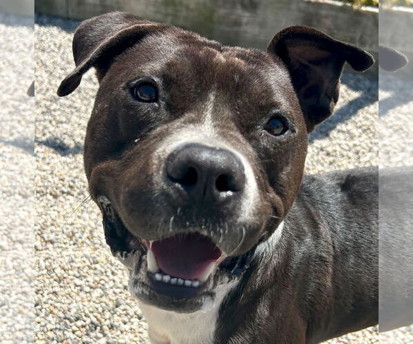 Medium Photo #1 American Pit Bull Terrier-Unknown Mix Puppy For Sale in Jefferson, WI, USA