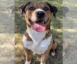 CHARLIE - Male Catahoula Leopard Dog Dog for Adoption - Small photo