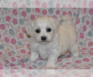 Biton Puppy for Sale in ELDORADO, Ohio USA