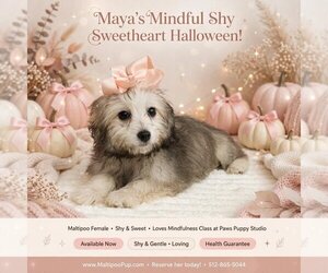 Maltipoo (Toy) Puppy for sale in TAYLOR, TX, USA