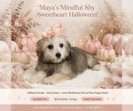 Maya - Female Maltipoo (Toy) Puppy for Sale - Small photo