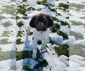 German Shorthaired Pointer Puppy for sale in CLARION, PA, USA