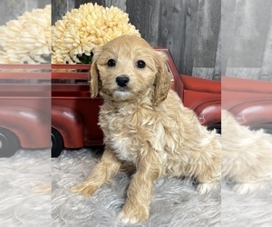 Cavalier King Charles Spaniel-Poovanese Mix Puppy for sale in CANOGA, NY, USA