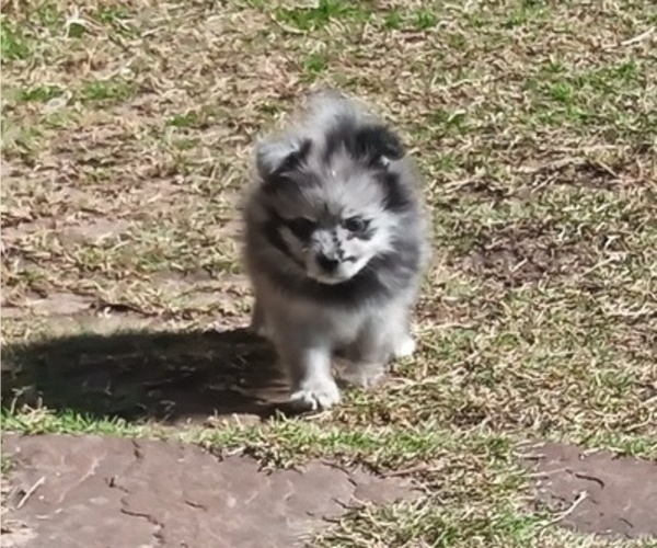 Medium Photo #10 Pomeranian Puppy For Sale in DECATUR, TX, USA