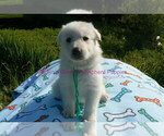 Small #7 German Shepherd Dog