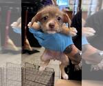 Small Dachshund Mix