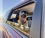 Small Photo #3 German Shepherd Dog Puppy For Sale in Seal Beach, CA, USA