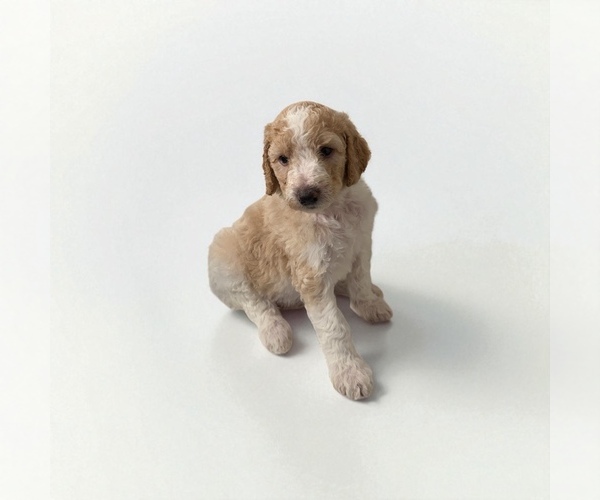 Medium Photo #3 Goldendoodle Puppy For Sale in FAIR OAKS, CA, USA