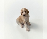 Small #2 Goldendoodle