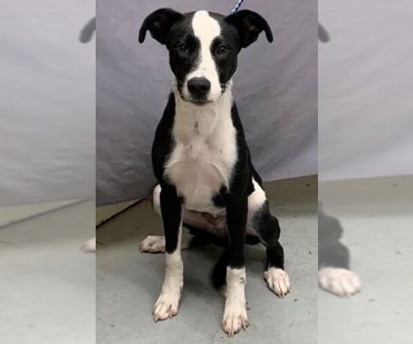 Medium Photo #9 Lab-Pointer Puppy For Sale in Sanford, FL, USA